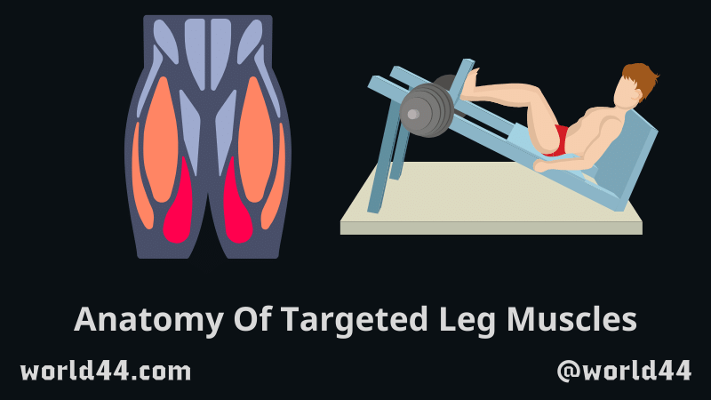 Anatomy Of Targeted Leg Muscles